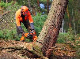 Best Tree Preservation Services  in River Bend, NC