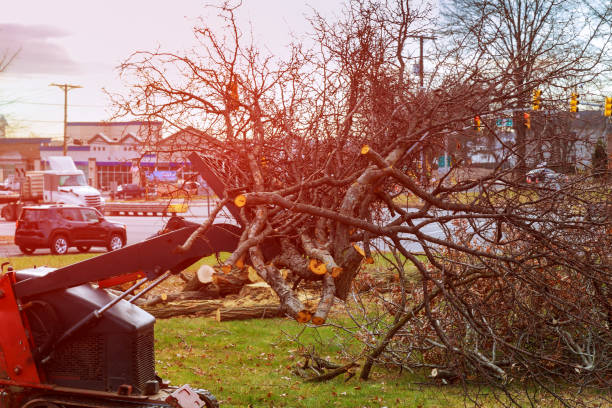 How Our Tree Care Process Works  in  River Bend, NC