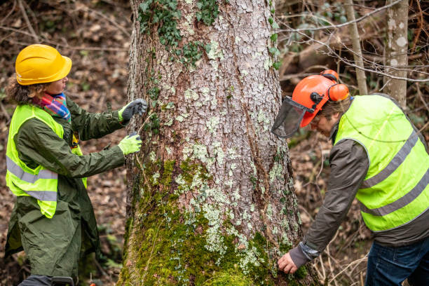 Best Emergency Tree Removal  in River Bend, NC