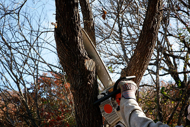 Best Seasonal Cleanup (Spring/Fall)  in River Bend, NC