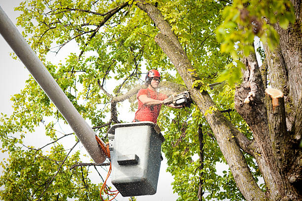 Best Commercial Tree Services  in River Bend, NC