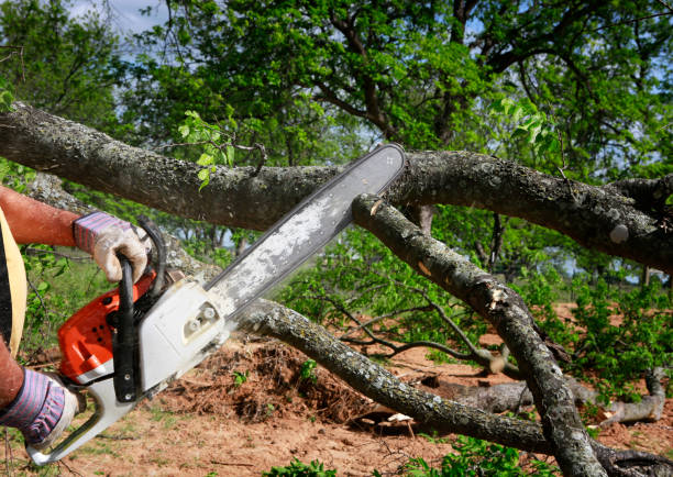  River Bend, NC Tree Services Pros