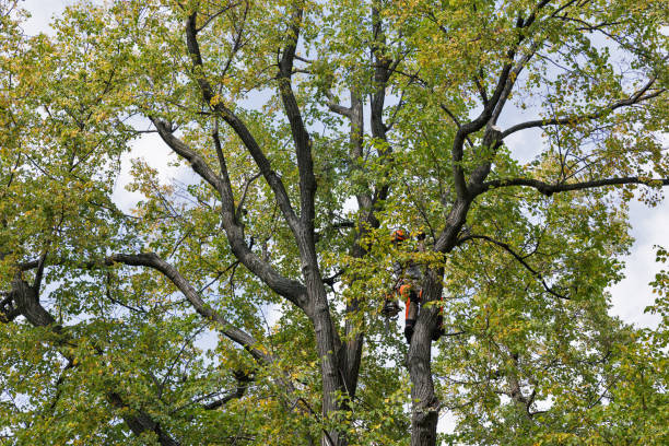 Best Storm Damage Tree Cleanup  in River Bend, NC